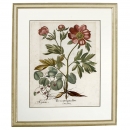 Hortus Eystettensis花朵铜版画