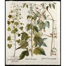 Hortus Eystettensis花朵铜版画