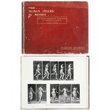 The Human Figure in Motion by Eadweard Muybridge   1913年