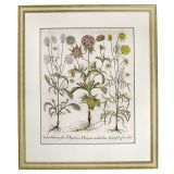 Hortus Eystettensis花朵铜版画