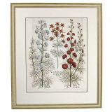 Hortus Eystettensis花朵铜版画
