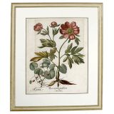 Hortus Eystettensis花朵铜版画