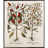 Hortus Eystettensis花朵铜版画