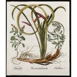 Hortus Eystettensis花朵铜版画