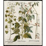 Hortus Eystettensis花朵铜版画