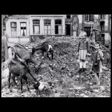 Peter Fischer: Ziegen auf den Alpen - an der Friesenstrasse (G