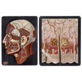Bock-Steger-Lips Anatomical Model of the Human Head and Skull, c